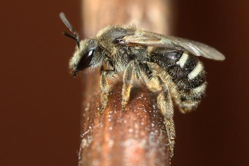 Lasioglossum sp.
